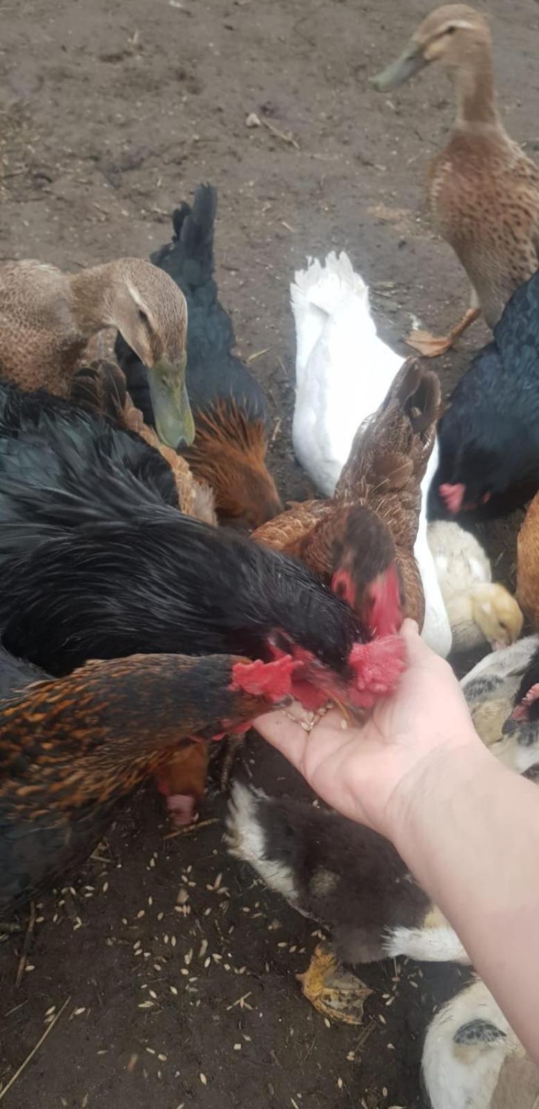Wczasy Na Kaszubach U Hani Wiele Dış mekan fotoğraf